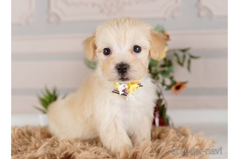 成約済の神奈川県のマルプー:マルチーズ×トイプードル-248039の3枚目