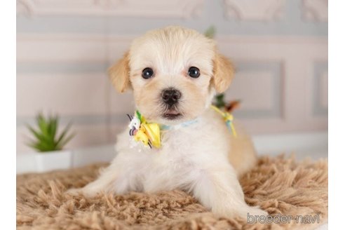 成約済の神奈川県のマルプー:マルチーズ×トイプードル-248039の5枚目