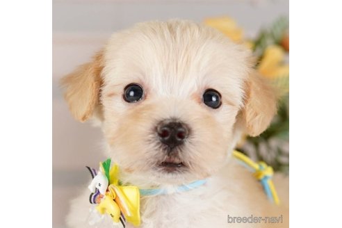 成約済の神奈川県のマルプー:マルチーズ×トイプードル-248039の1枚目