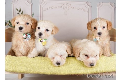 成約済の神奈川県のマルプー:マルチーズ×トイプードル-248039の4枚目