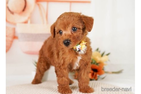 成約済の神奈川県のトイプードル-248047の3枚目