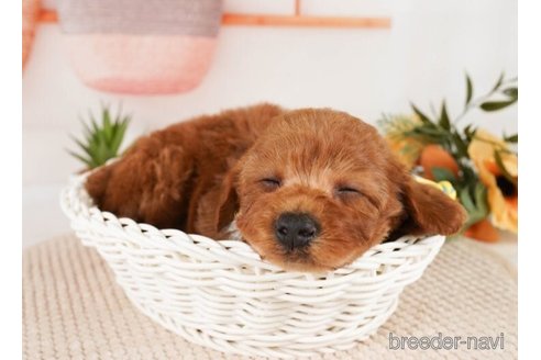 成約済の神奈川県のトイプードル-248047の4枚目