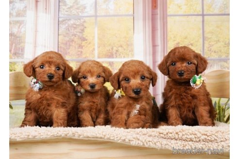 成約済の神奈川県のトイプードル-248047の5枚目