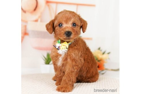 成約済の神奈川県のトイプードル-248047の6枚目