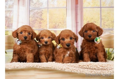 成約済の神奈川県のトイプードル-248051の3枚目