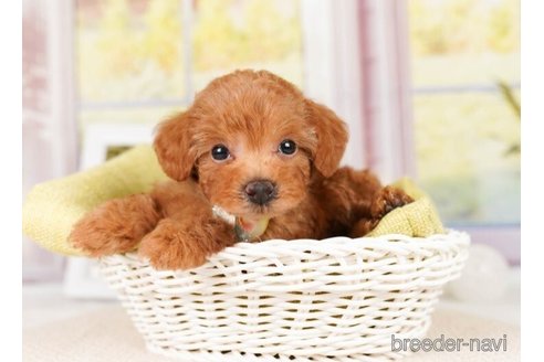 成約済の神奈川県のトイプードル-248051の4枚目