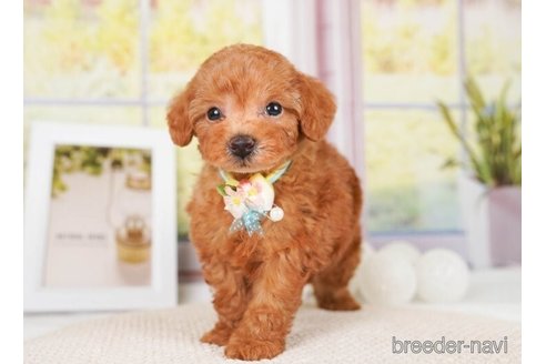 成約済の神奈川県のトイプードル-248051の5枚目