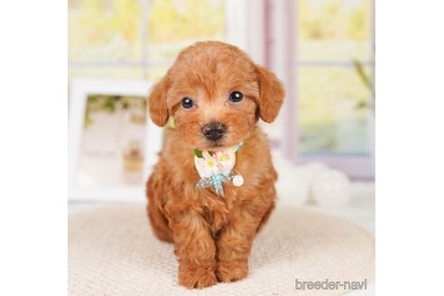 成約済の神奈川県のトイプードル-248051の2枚目