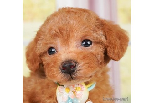 成約済の神奈川県のトイプードル-248051の1枚目