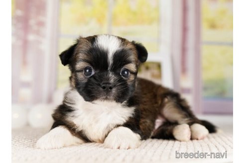 成約済の神奈川県のミックス犬-248055の2枚目