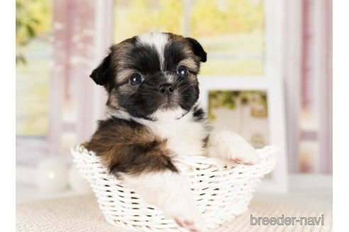 成約済の神奈川県のミックス犬-248055の3枚目