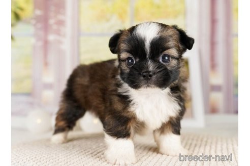 成約済の神奈川県のミックス犬-248055の4枚目