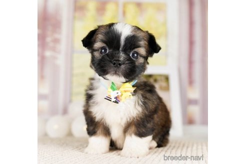 成約済の神奈川県のミックス犬-248055の1枚目