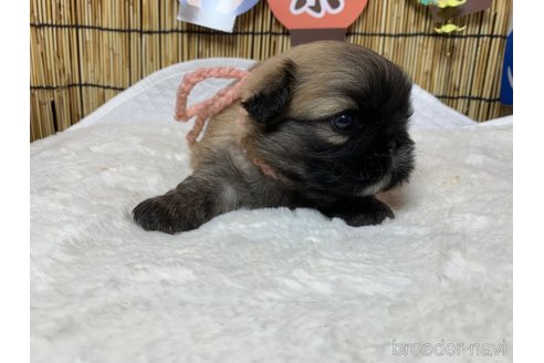 成約済の大分県のペキニーズ-246626の10枚目