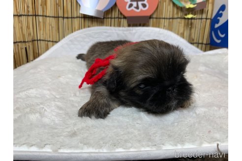 成約済の大分県のペキニーズ-246642の10枚目