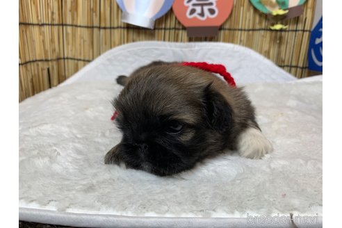 成約済の大分県のペキニーズ-246642の6枚目