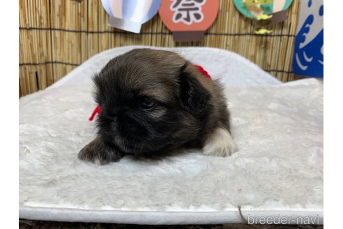 成約済の大分県のペキニーズ-246642の9枚目