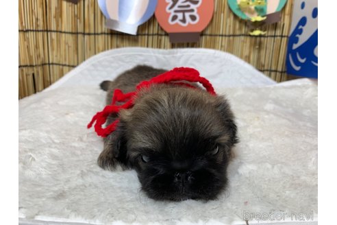 成約済の大分県のペキニーズ-246642の8枚目