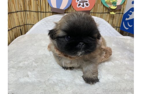 成約済の大分県のペキニーズ-244303の1枚目