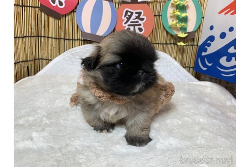 成約済の大分県のペキニーズ-244303の5枚目