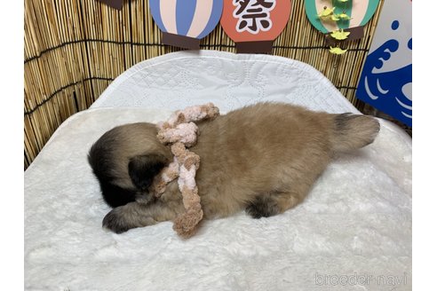 成約済の大分県のペキニーズ-244303の4枚目