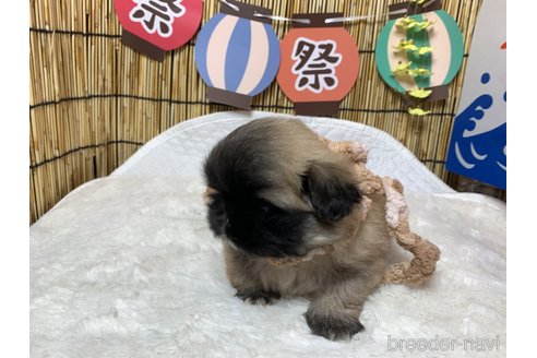 成約済の大分県のペキニーズ-244303の2枚目