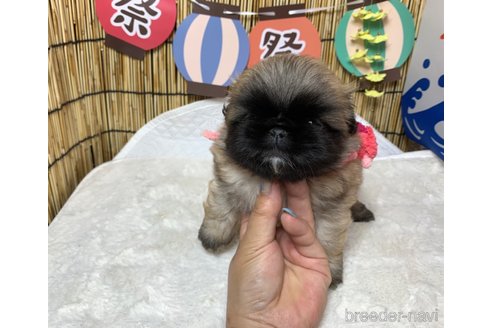 成約済の大分県のペキニーズ-244305の11枚目