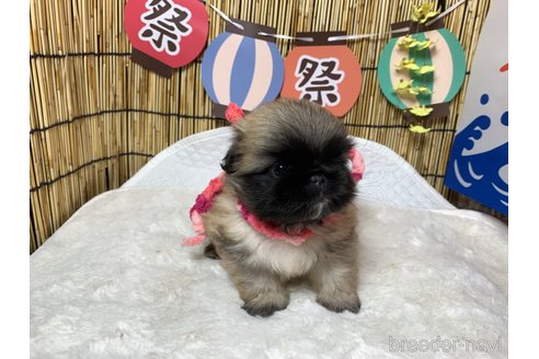 成約済の大分県のペキニーズ-244305の10枚目