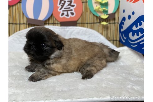 成約済の大分県のペキニーズ-244306の6枚目