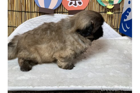 成約済の大分県のペキニーズ-244306の5枚目