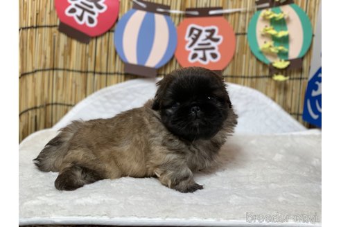 成約済の大分県のペキニーズ-244306の2枚目