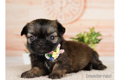 成約済の神奈川県のミックス犬-248106の2枚目