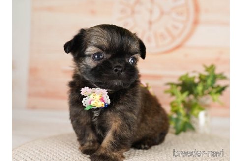 成約済の神奈川県のミックス犬-248106の3枚目