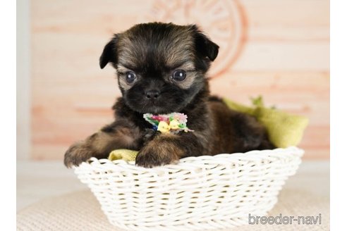 成約済の神奈川県のミックス犬-248106の5枚目