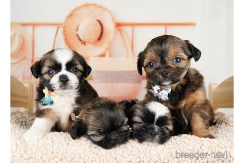 成約済の神奈川県のミックス犬-248106の4枚目