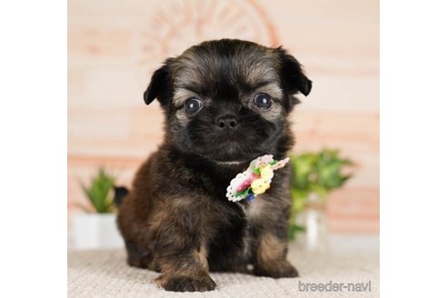 成約済の神奈川県のミックス犬-248106