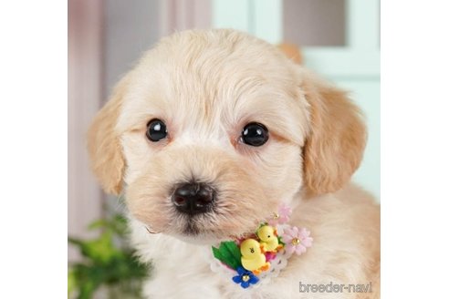 成約済の神奈川県のマルプー:マルチーズ×トイプードル-248107