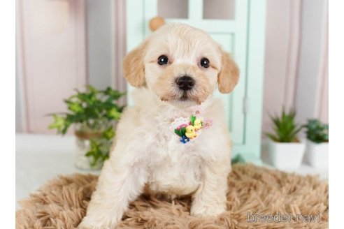 成約済の神奈川県のマルプー:マルチーズ×トイプードル-248107の2枚目