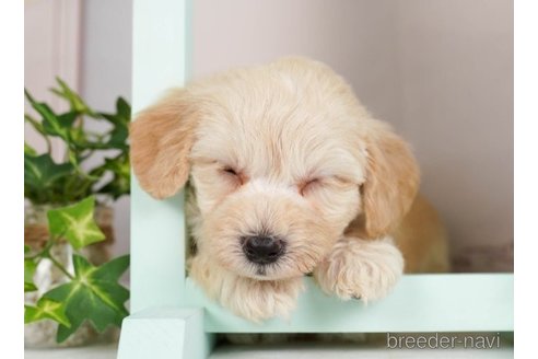 成約済の神奈川県のマルプー:マルチーズ×トイプードル-248107の4枚目