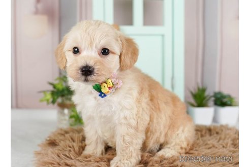 成約済の神奈川県のマルプー:マルチーズ×トイプードル-248107の3枚目