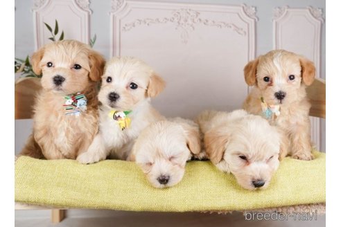 成約済の神奈川県のマルプー:マルチーズ×トイプードル-248107の5枚目