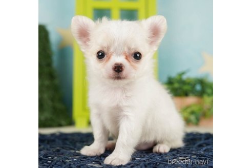 成約済の千葉県のチワワ(ロングコート)-248112の1枚目