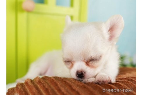 成約済の千葉県のチワワ(ロングコート)-248112の3枚目