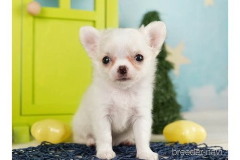 成約済の千葉県のチワワ(ロングコート)-248112の2枚目