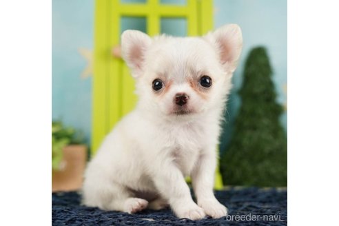 成約済の千葉県のチワワ(ロングコート)-248112の4枚目