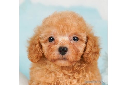 成約済の千葉県のタイニープードル-248113の1枚目