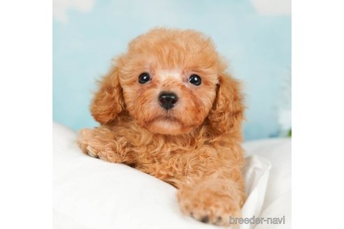 成約済の千葉県のタイニープードル-248113の2枚目