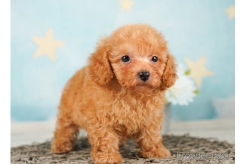 成約済の千葉県のタイニープードル-248113の3枚目