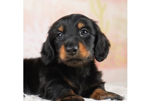 成約済の千葉県のミニチュアダックスフンド(ロングヘアード)-248114の1枚目