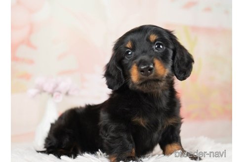 成約済の千葉県のミニチュアダックスフンド(ロングヘアード)-248114の2枚目